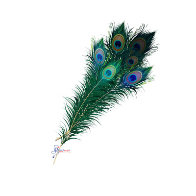 Peacock Feather (each) -மயில் இறகு 