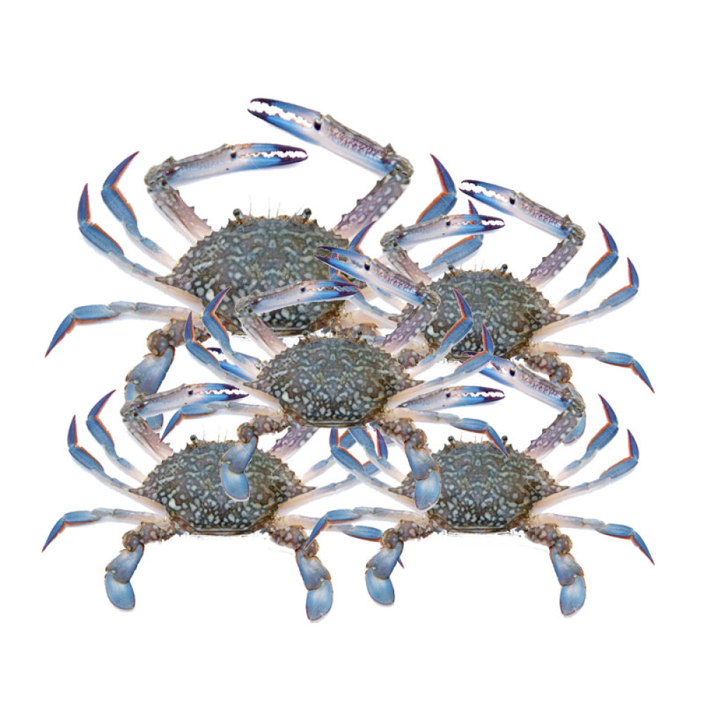 Crab Fresh Clean and Ready to cook (1lbto 1.5lb) - நண்டு 