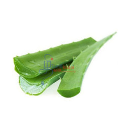 anthurium crystallinum seedling GIVEAWAY] Anthurium Crystallinum X Luxurians Seedlings  greenhues