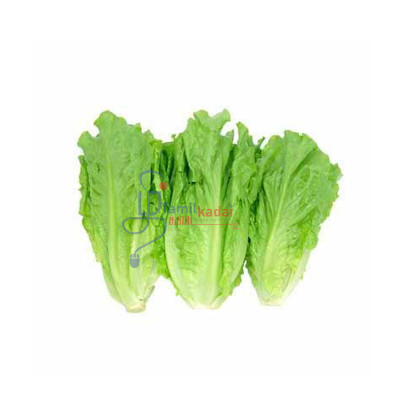 Chinese Lettuce (Each)