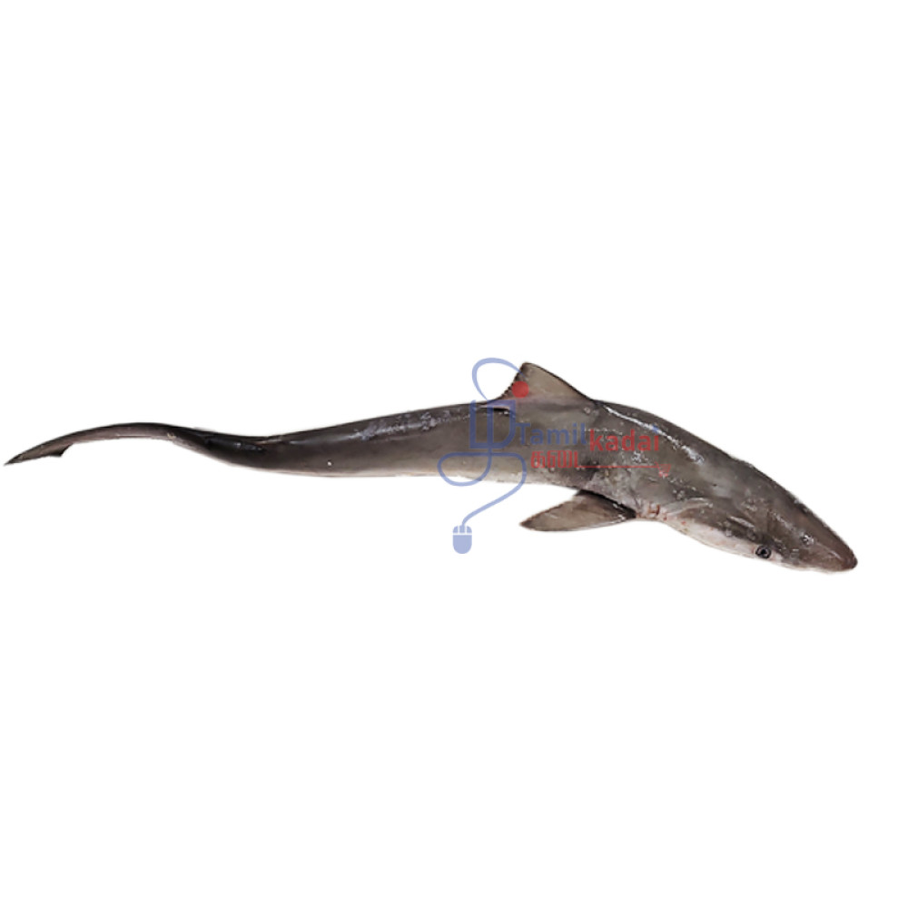 Shark Clean and Cut (1 lb) சுறா மீன்