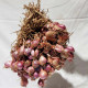 Small Onion Garden-Jaffna - சுன்னாகம் விதை வெங்காயம்