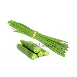 aloe vera mini Aloe Minnie Belle 4
